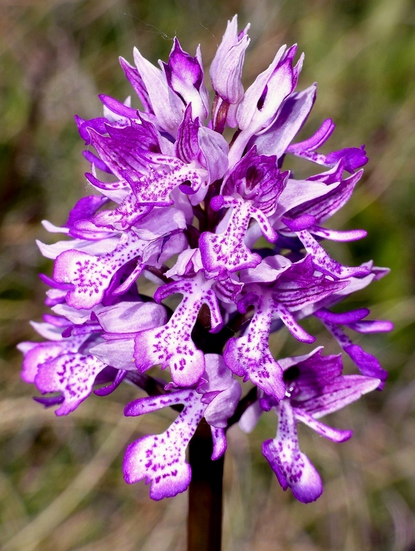 Orchis militaris, Orchis purpurea, Orchis x hybrida  Preappennino aquilano -  2022.